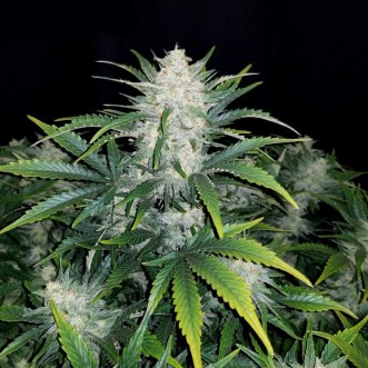 Cannabis seeds Auto Rhino Ryder Feminised Silver - 500 pcs